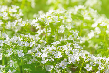 spring Sunny background with little white flowers in the soft forest sunlight