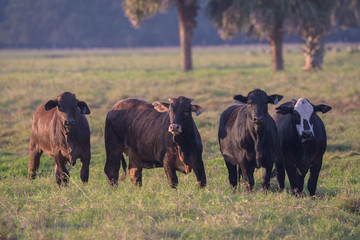 Cows in grazing pasture