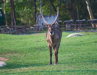 this image is about Horny animals