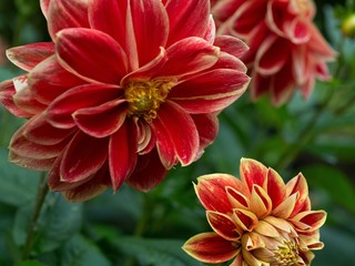 Dahlia