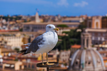 Seagull and Rome Italy cityscape
