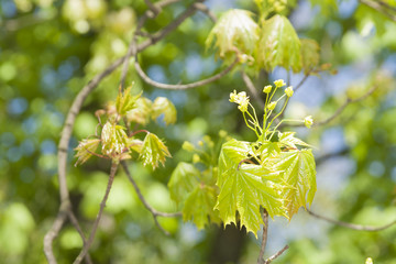 Acer blossom in springtime