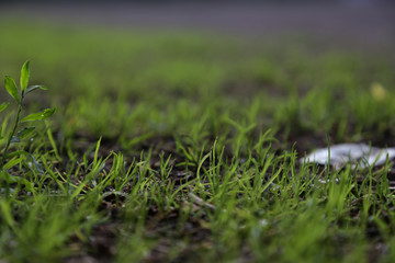 Müll auf den Fußballplatz