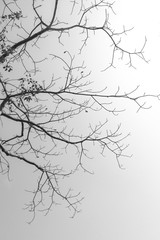 Tamarine Branch with the sky