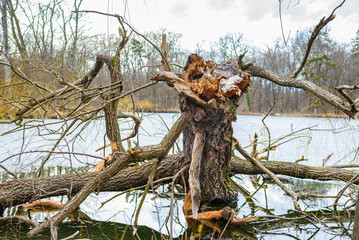 abgerochener Baumstamm