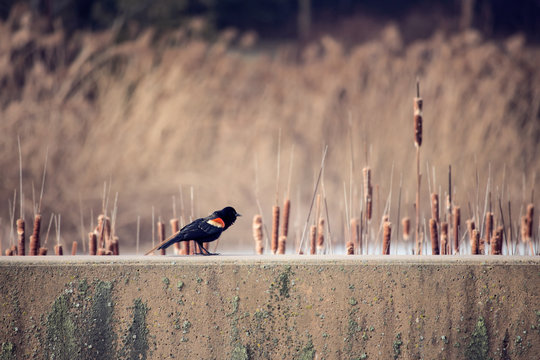 red winged blackbird sitting on a cement wall