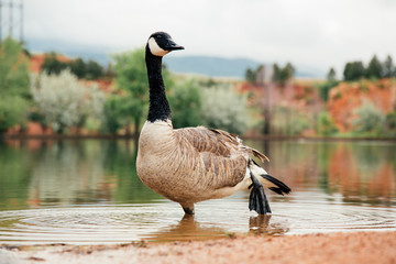 Goose Standing in on Shore of Lake