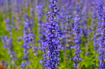 Obraz premium blurred and tonned purple flower in fields close up