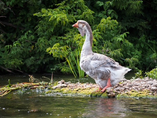 Гусь на реке Дон