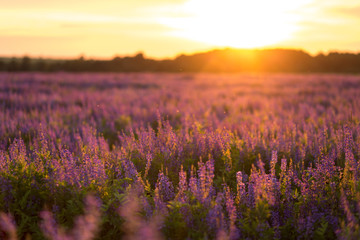 Fototapeta na wymiar flower field at sunset
