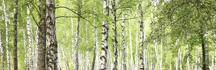 Tafelkleed Beautiful landscape with white birches. Birch trees in bright sunshine. Birch grove in autumn. The trunks of birch trees with white bark. Birch trees trunks. Beautiful panorama. © yarbeer