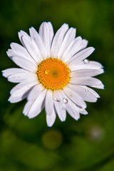 Fototapeta premium Summer colorful flowers