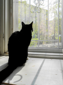 Silhouette of black cat seated by the open window in spring.
