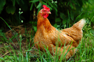 red hen in the bushes
