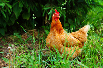 red hen in the bushes