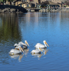 White Pelicans and Gazebo at Lindo Lake