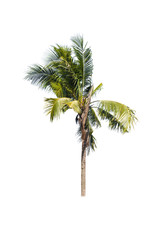 Fototapeta na wymiar Coconut trees on white background 