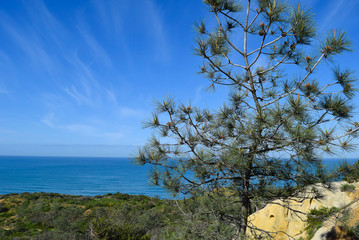 Ocean View Through Torrey Pine