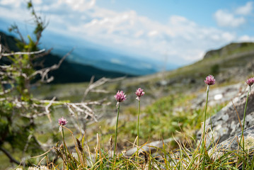 Flowers of wild onions in the mountains