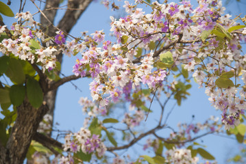 Lagerstroemia loudonii flower tree on blue sky background
