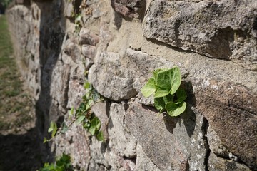 Überlebenskampf einer Pflanze an einer Mauer