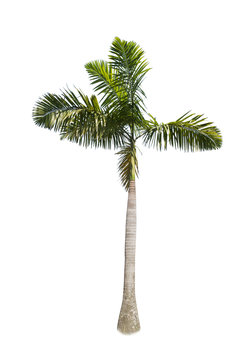 Betel palm tree isolated on white.
