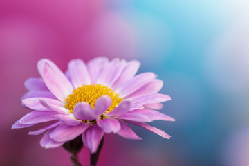 Obraz premium Shine of purple and blue