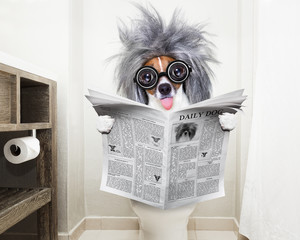 dog on toilet seat reading newspaper