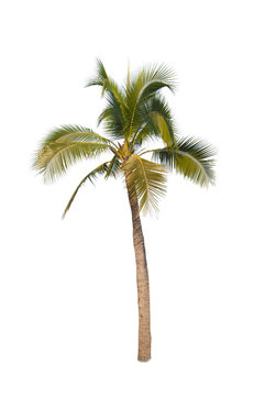 Coconut trees on white background 
