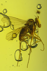 Dominican Amber Fly Inclusion Closeup