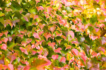 Color Parthenocissus tricuspidata on a house wall