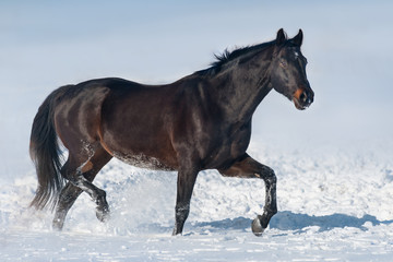 Fototapeta na wymiar Black stallion trotting in snow