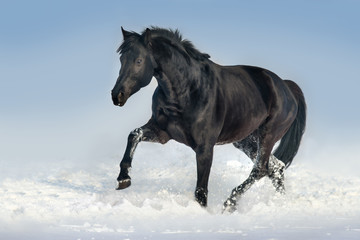 Naklejka na ściany i meble Beautiful black stallion run in snow field