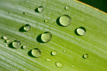 Green leaf with drops of water
