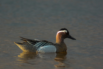 Marzaiola (Anas querquedula) maschio nello stagno