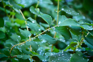 Close-up of raindrops on green leaves and twigs of a bush. Shallow focus depth on drops
