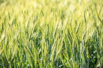 Green grass field, Rich harvest wheat field, Fresh crop of wheat.