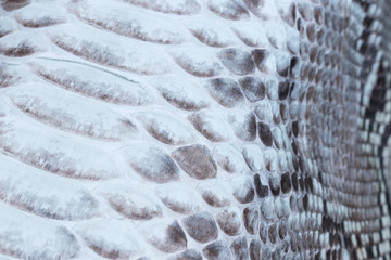 Genuine python snakeskin leather, snake skin, texture background.
