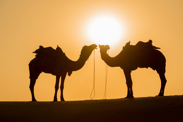 Fototapeta na wymiar Silhouette of Two camel on the sand dune during sunset at sunset Point, Jaisalmer, Rajasthan, India