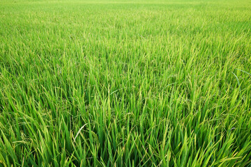 Fresh green rice field in suburb Bangkok, Thailand