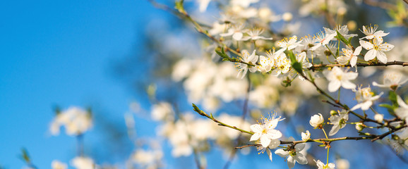 Cherry blossoms over blurred nature background. Spring flowers. Spring Background with bokeh.