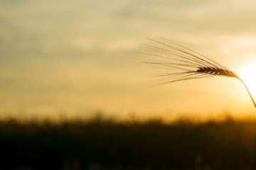 A ear of wheat at sunset.