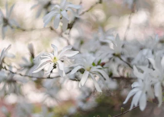 Photo sur Plexiglas Magnolia White magnolia