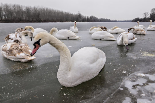 Mute swans, Cygnus olor, on frozen river Tisa near Becej in cloudy winter day. Icebound swans