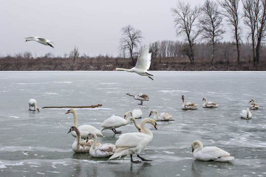 Mute swans, Cygnus olor, on frozen river Tisa near Becej in cloudy winter day. Icebound swans