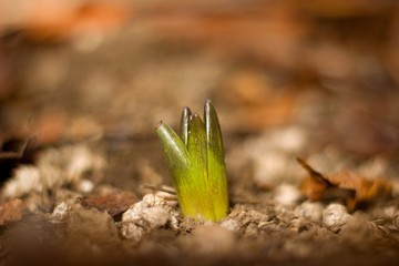 Hyacinth growing in the garden