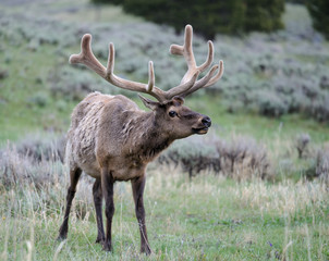 Naklejka na ściany i meble Bull Elk in Yellowstone