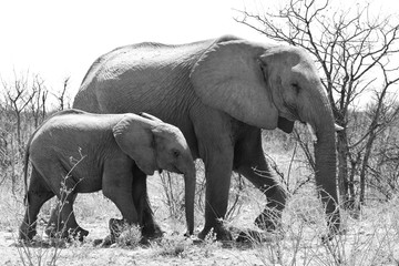 Elefantenmutter mit Jungtier im Etosha Nationalpark