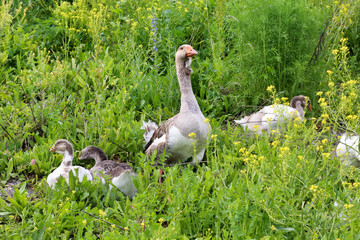 Flock of domestic geese walking on pasture in summer. Rural scene.