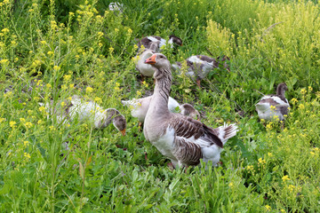 Flock of domestic geese walking on pasture in summer. Rural scene.